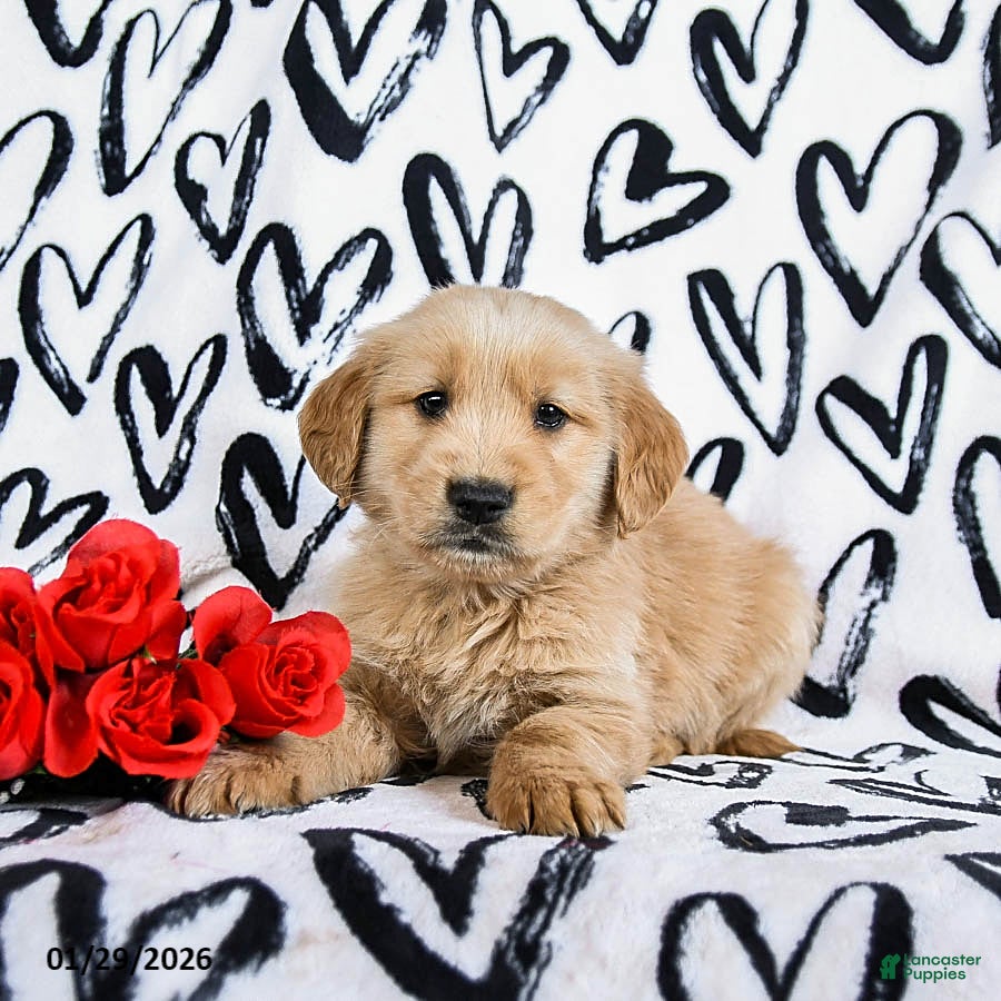 Golden Retriever dogs Loki - Ad 24