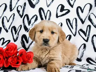 Golden Retriever dogs Loki - Ad 24