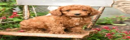 Cockapoo dogs for sale: Baxter - Ad 3