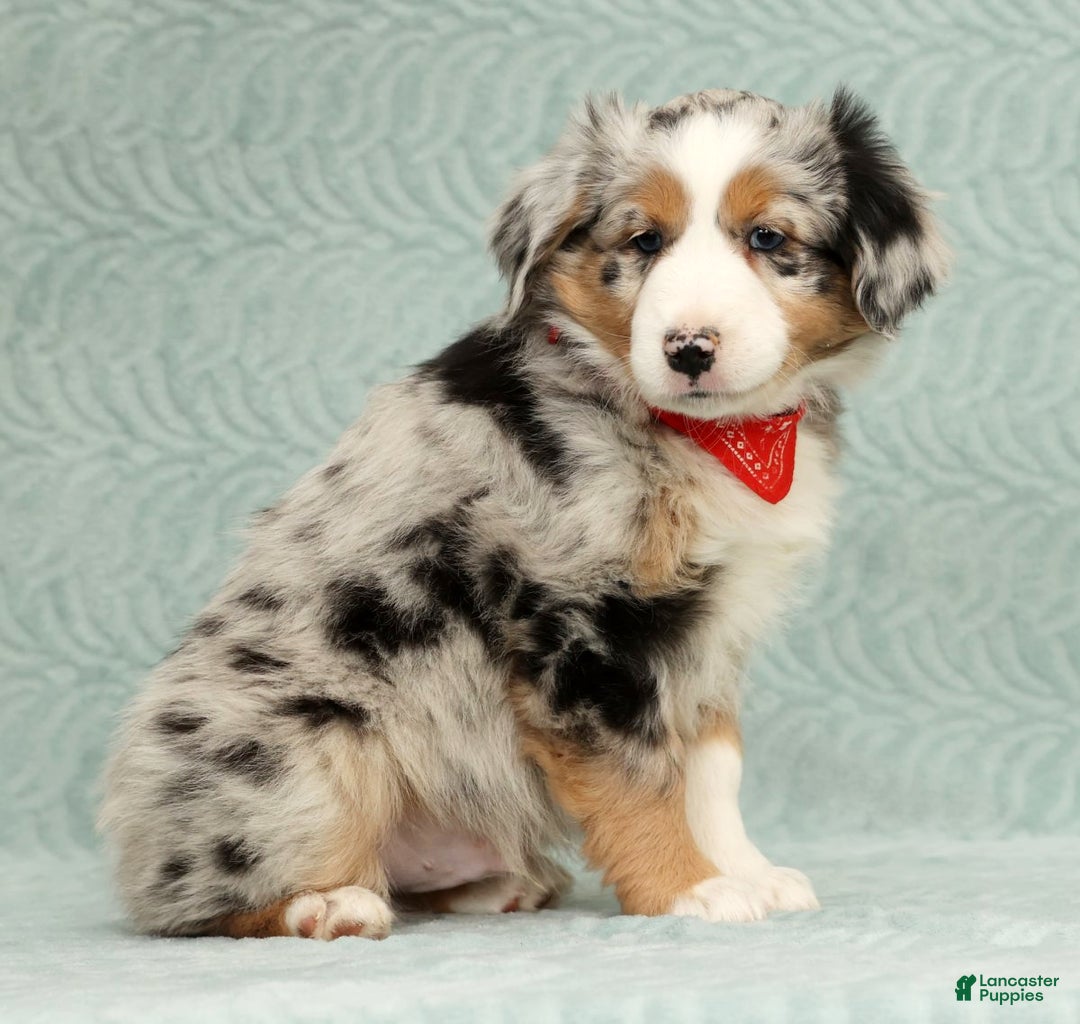 Australian Shepherd dogs for sale: River - Ad 3