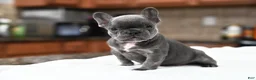 French Bulldog dogs for sale: French Bulldog 1 - Ad 3