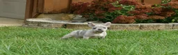 Frenchton dogs for sale: Calette  - Ad 3