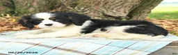 Cavalier King Charles Spaniel dogs for sale: Kurt - Ad 8