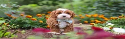 Cavapoo dogs for sale: Lane - Ad 3