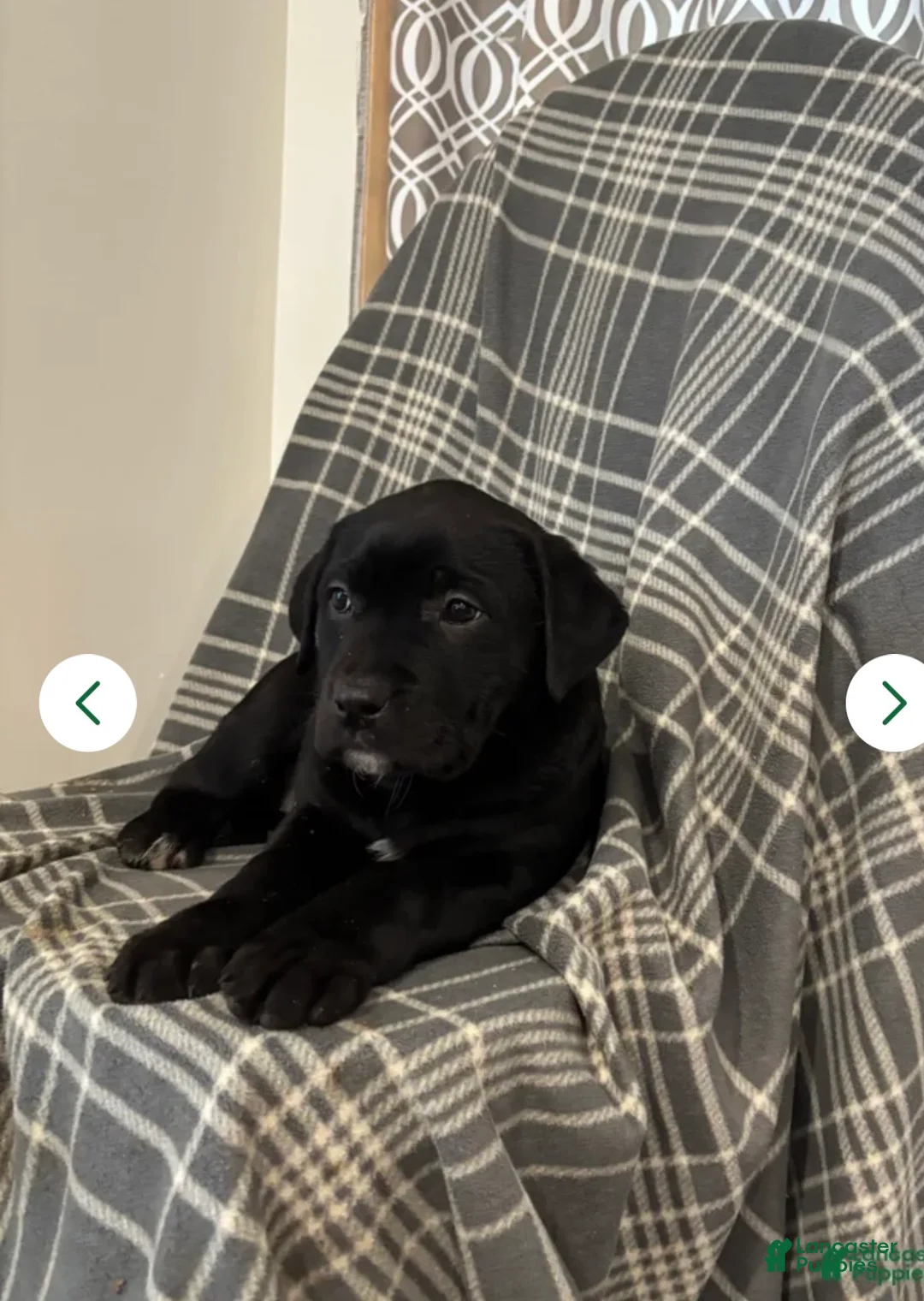 Labrador Retriever dogs for sale: Labrador Retriever Puppy 1 - Ad 2