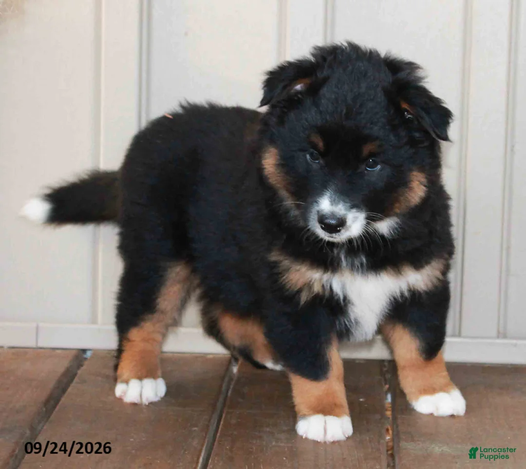 Mixed Breed dogs for sale: Carrie - Ad 3