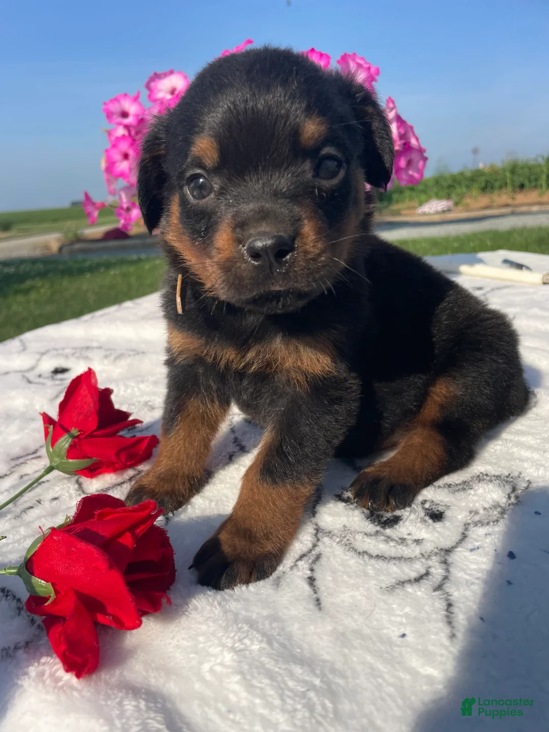 Rottweiler dogs for sale: Ridge - Ad 4