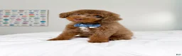 Mixed Breed dogs for sale: Dobby - Ad 2