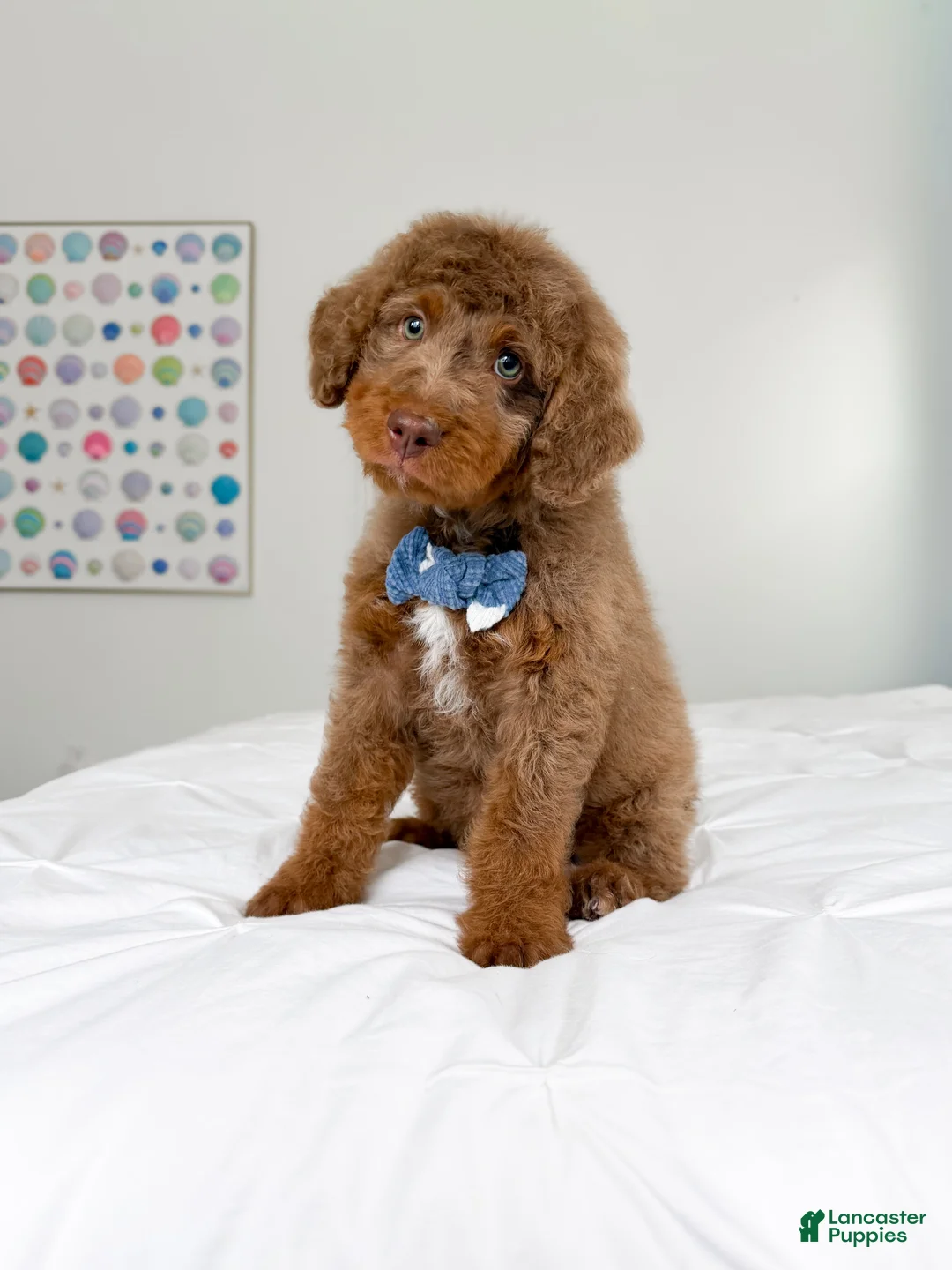 Mixed Breed dogs for sale: Dobby - Ad 2