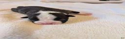 Boston Terrier dogs for sale: Sylvester - Ad 3