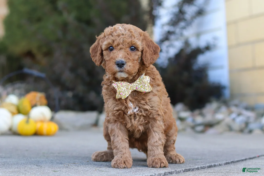 Mini Goldendoodle dogs for sale: Lily - Ad 1