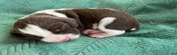 English Springer Spaniel dogs for sale: English Springer Spaniel Puppy - Raisin - Ad 1