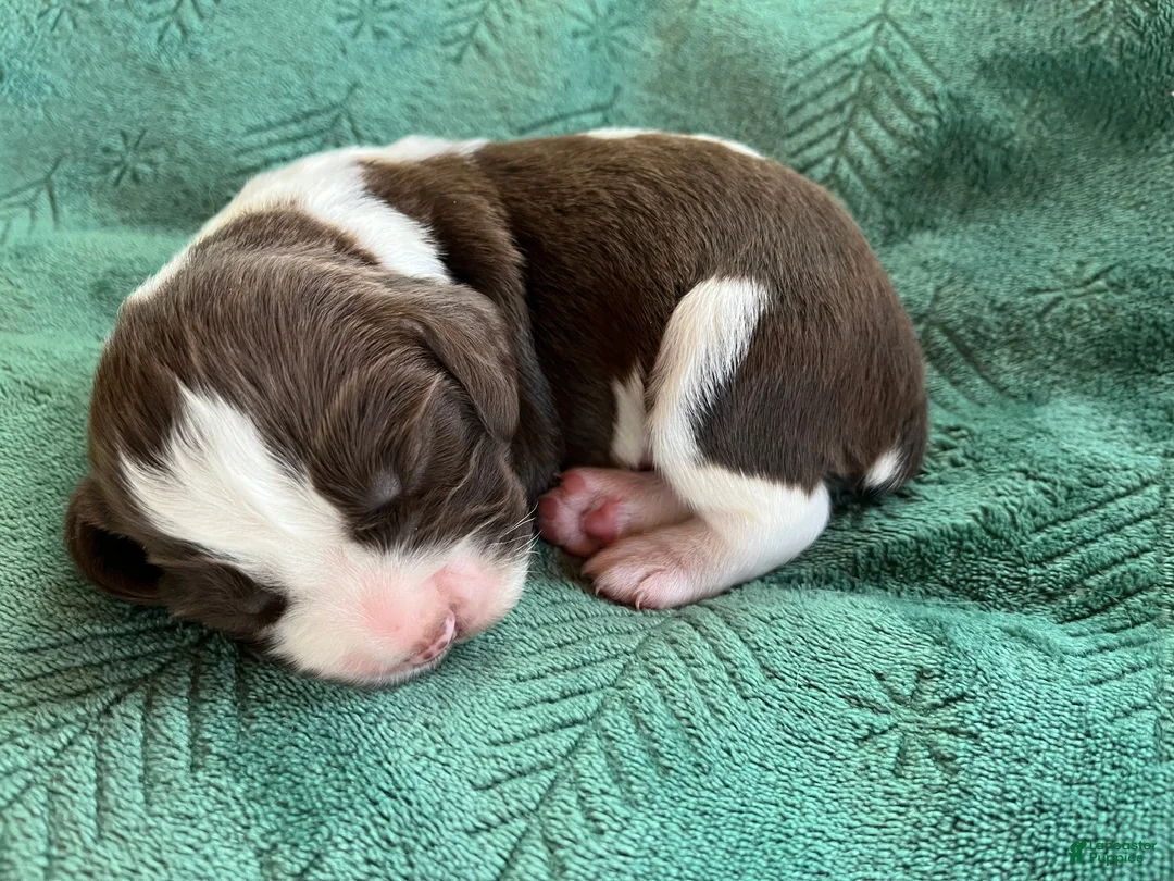 English Springer Spaniel dogs for sale: English Springer Spaniel Puppy - Raisin - Ad 1