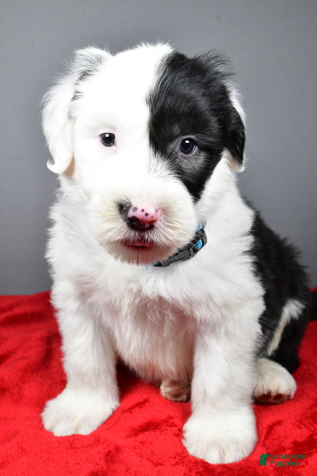 Old English Sheepdog dogs for sale: Lincoln  - Ad 8