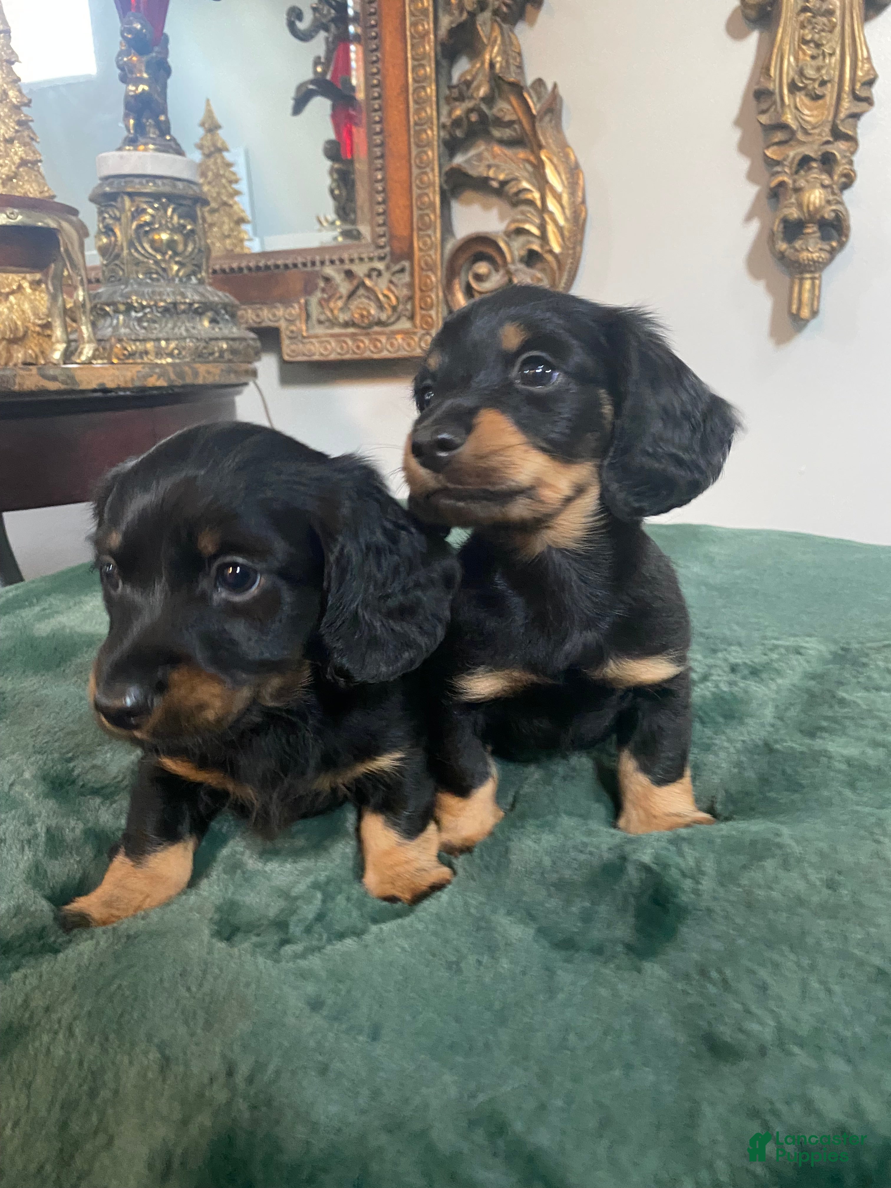 Dachshund dogs Dachshund 1 - Ad 4