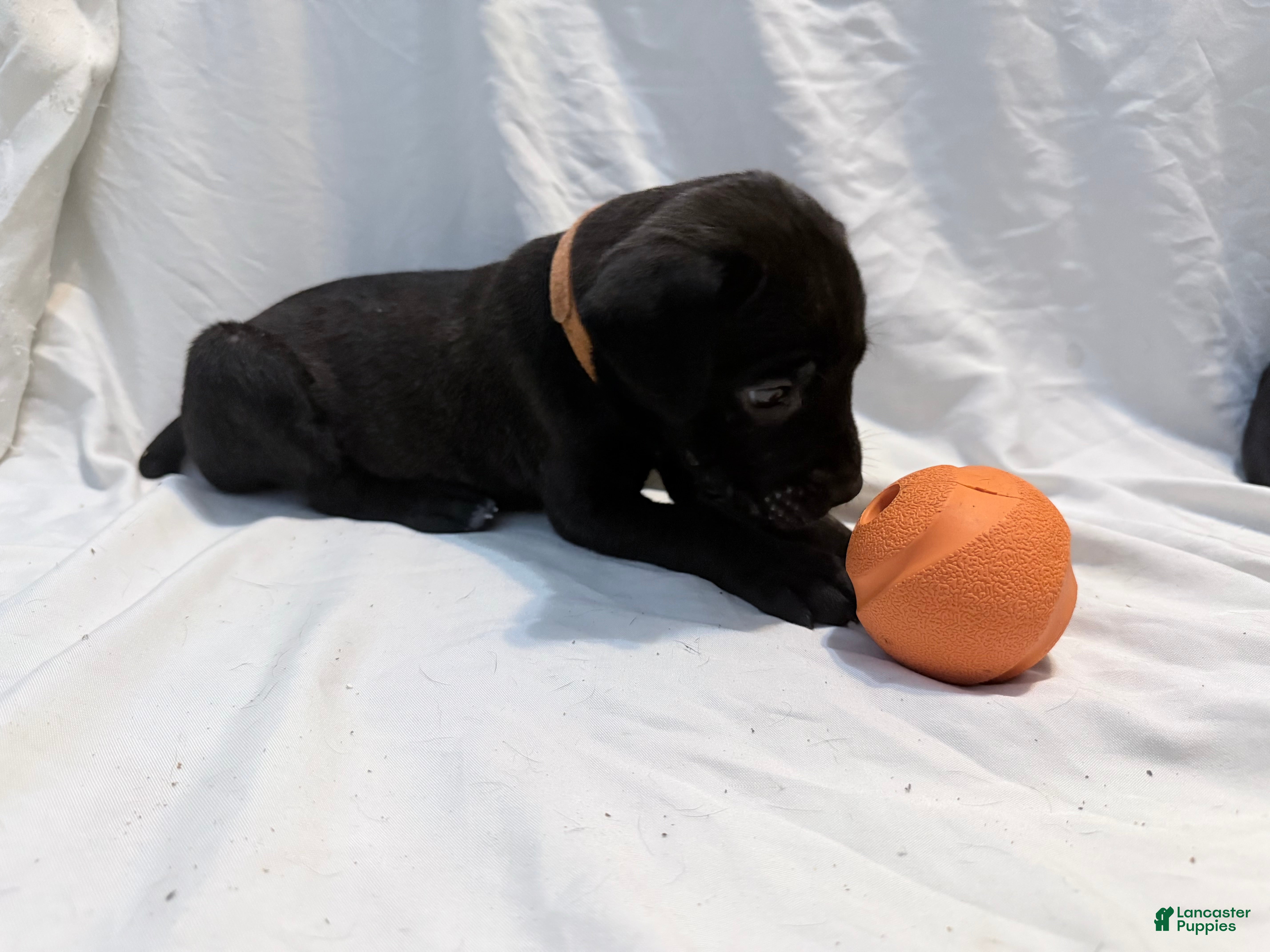 Cane Corso dogs Ketch AKC orange collar - Ad 13