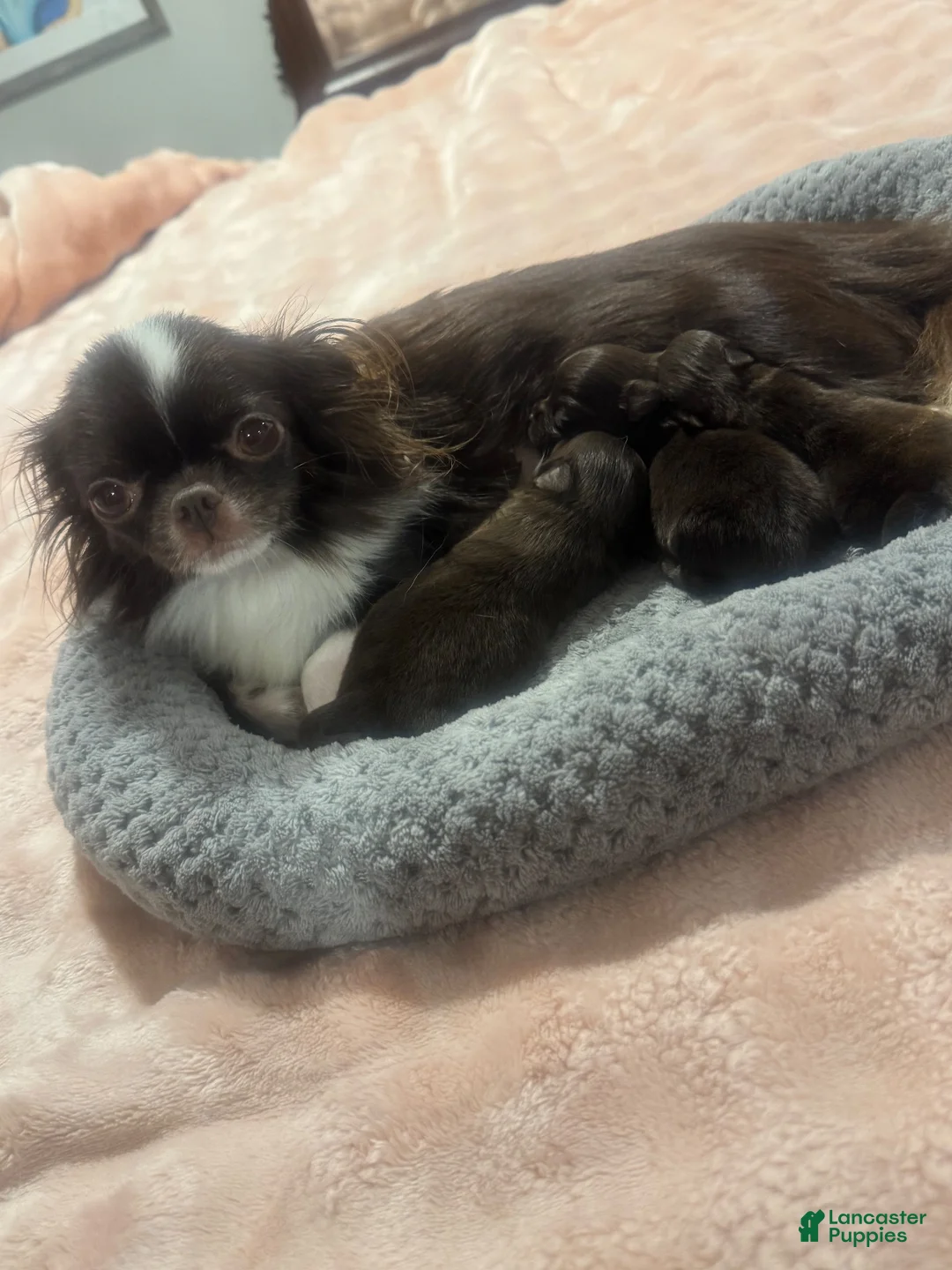 Chihuahua dogs for sale: Zen - Ad 4