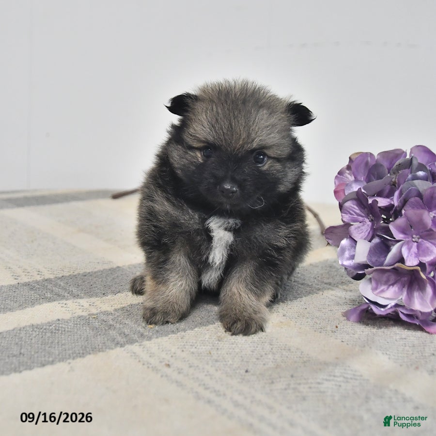Pomeranian dogs Darien - Ad 1