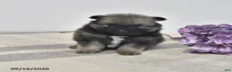 Pomeranian dogs for sale: Darien - Ad 1