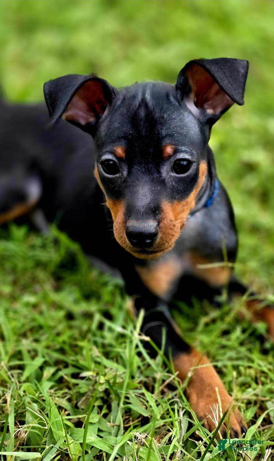 Miniature Pinscher dogs Blue - Ad 36