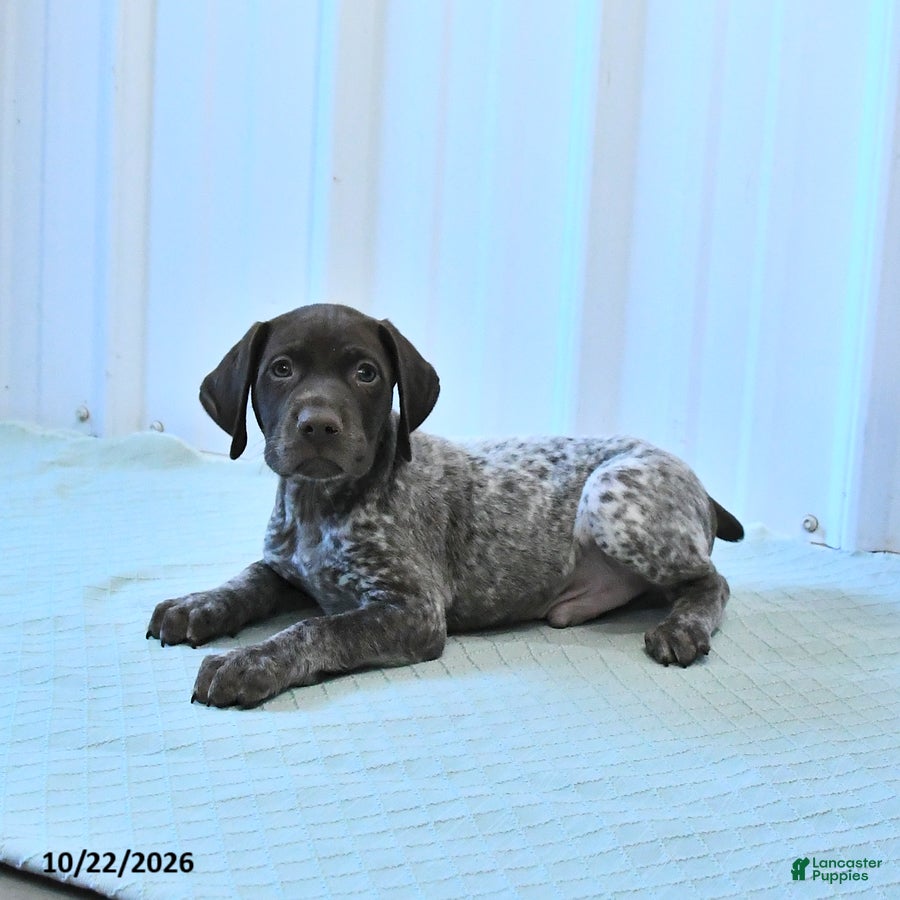 German Shorthaired Pointer dogs Carson - Ad 1