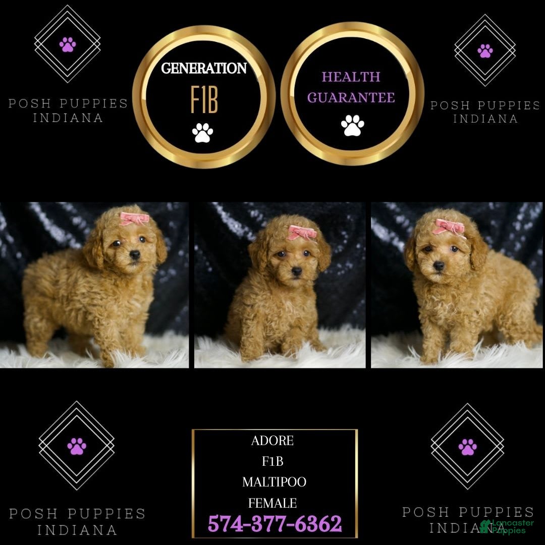 Maltipoo dogs Adore - Ad 2
