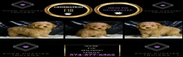 Maltipoo dogs for sale: Adore - Ad 2
