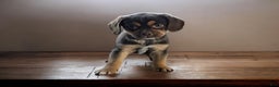 Puggle dogs for sale: Hershey - Ad 3