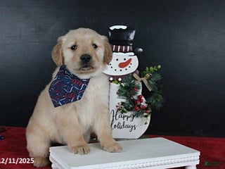 Golden Retriever dogs Cookie - Ad 38