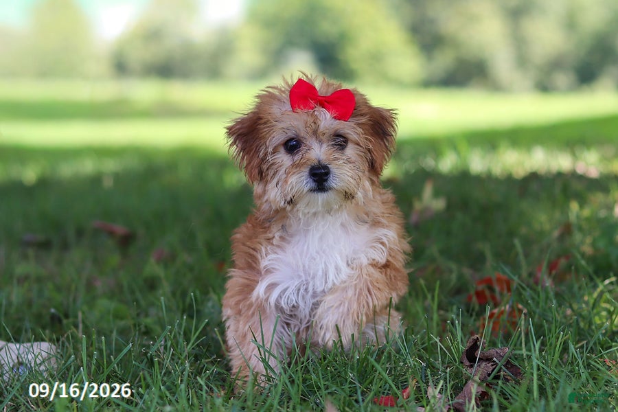 Yochon dogs Lucy - Ad 2