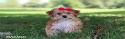 Yochon dogs for sale: Lucy - Ad 2