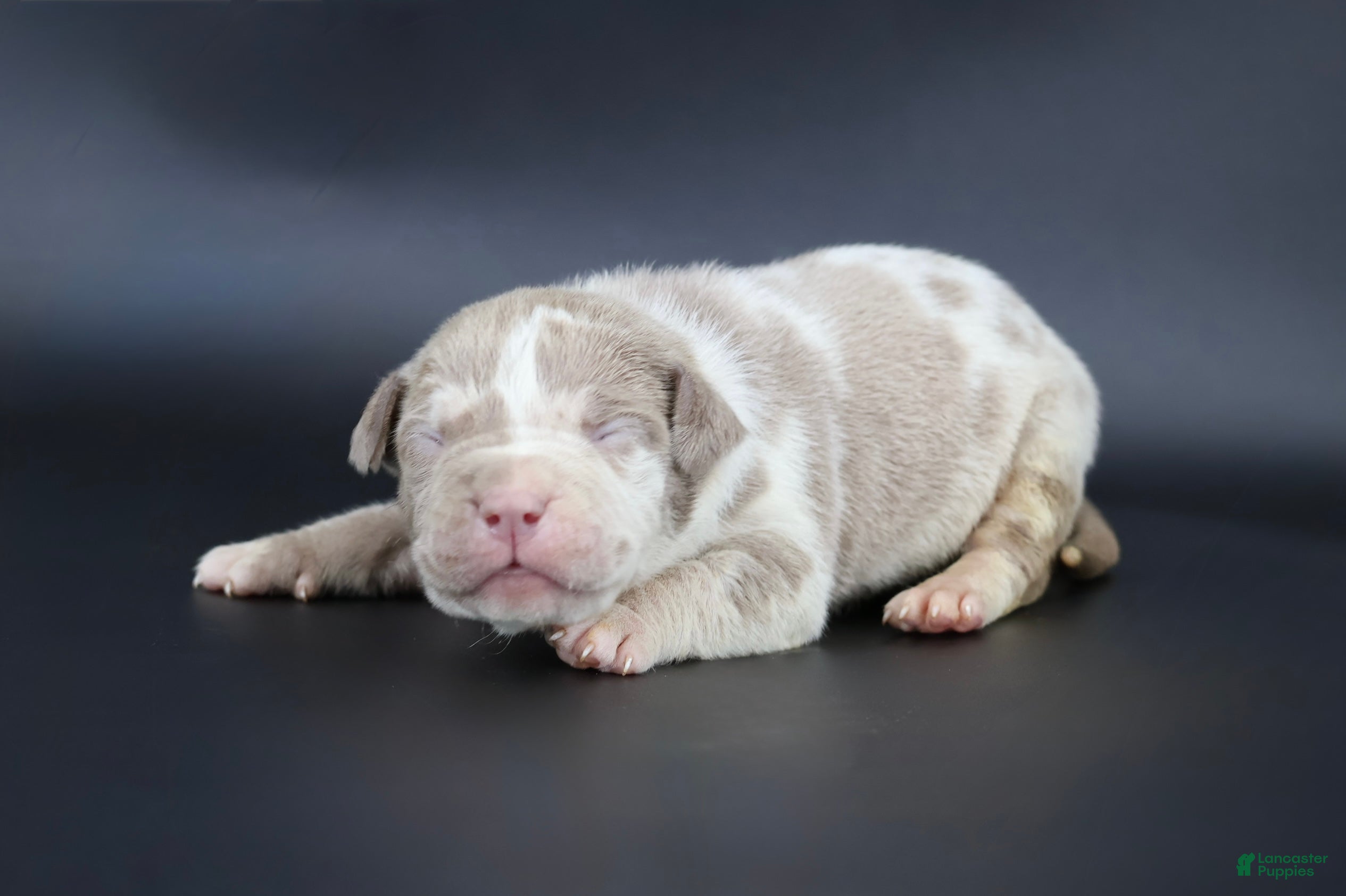 American Bully dogs Romeo - Ad 32