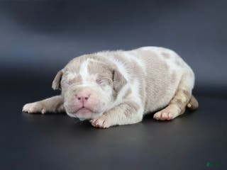 American Bully dogs Romeo - Ad 29