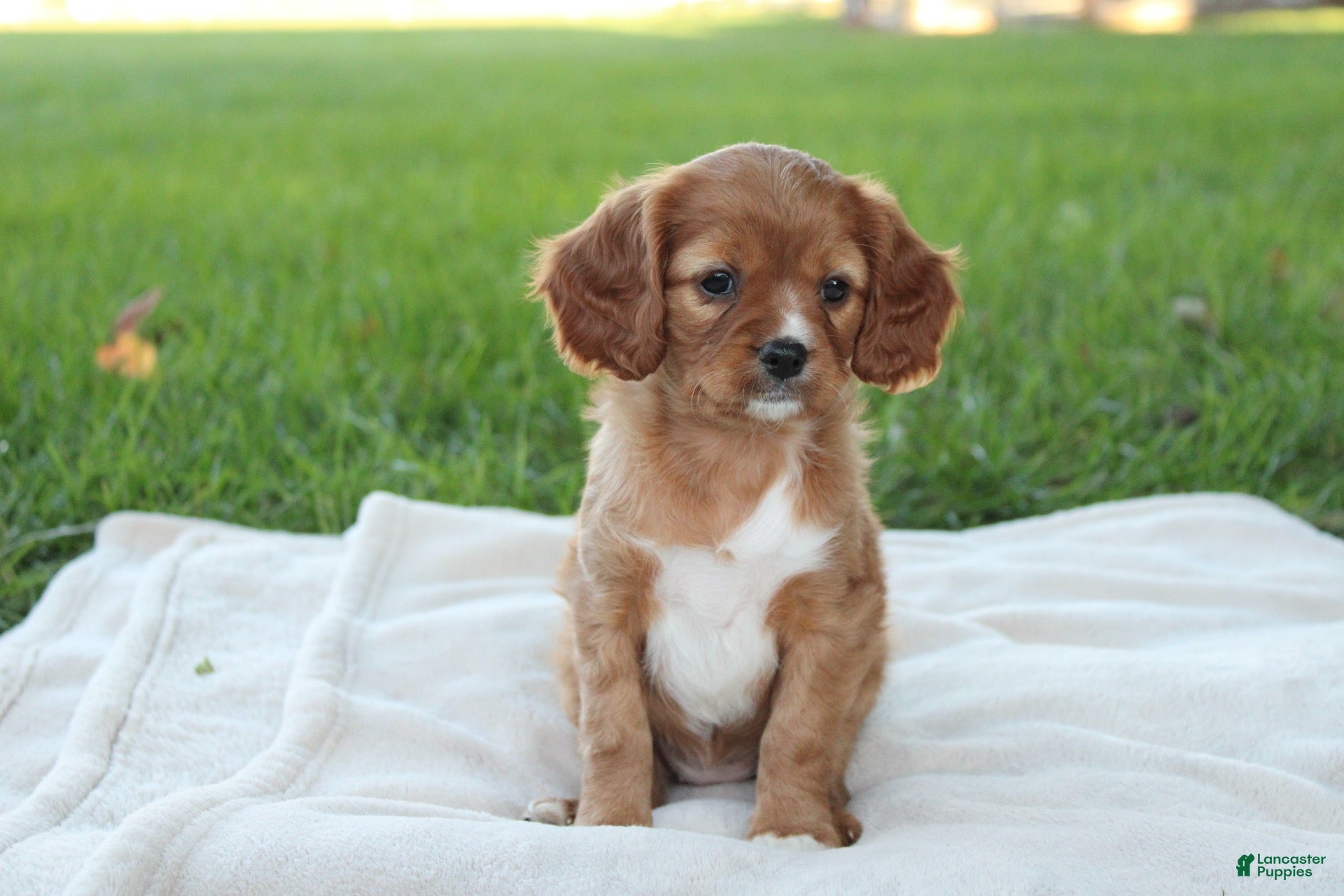 Cavapoo dogs  Lily - Ad 1
