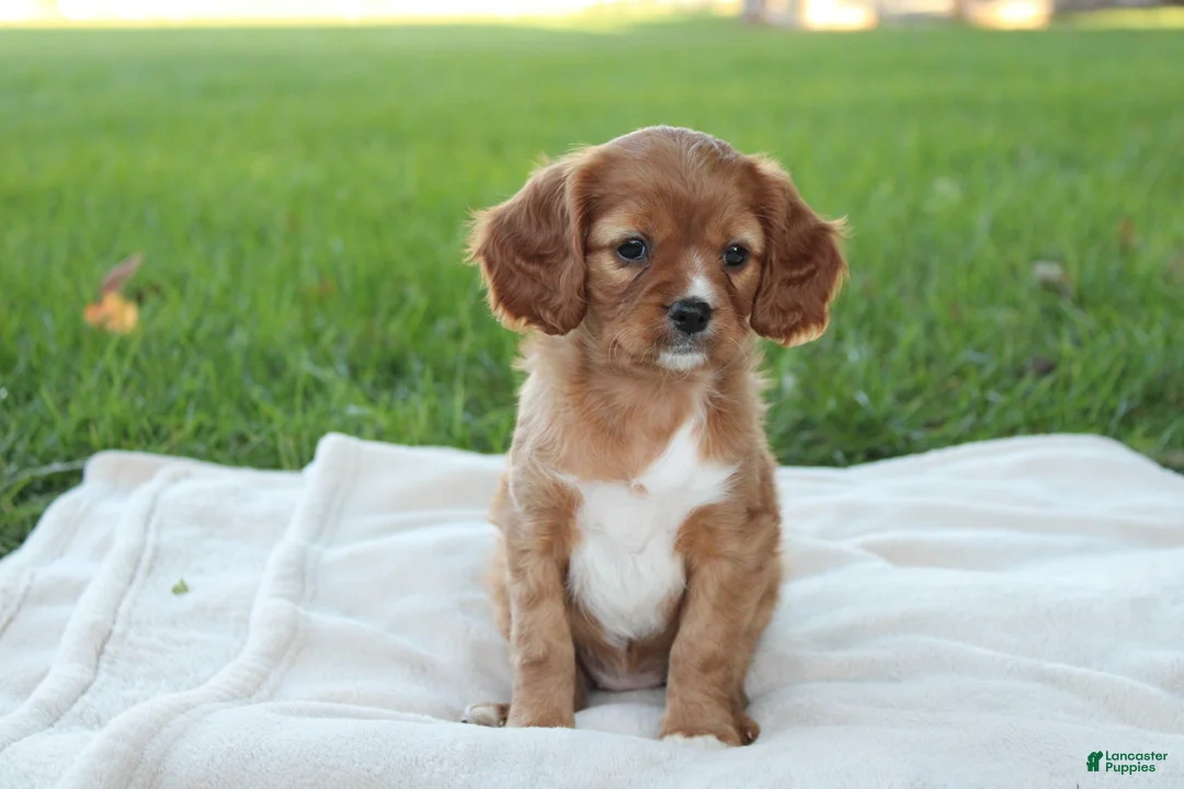 Cavapoo dogs for sale:  Lily - Ad 1