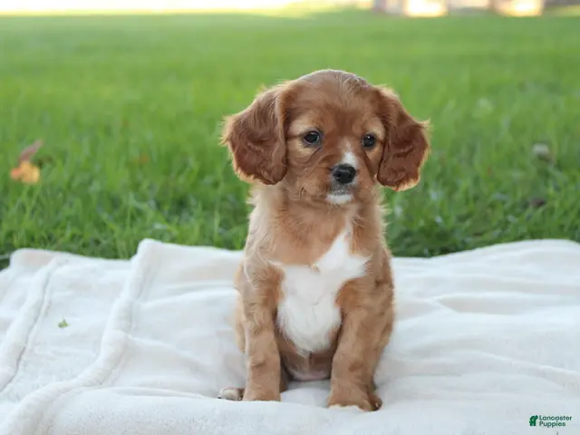 Cavapoo dogs for sale: Lily - Ad 1