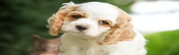 Cocker Spaniel dogs for sale: Ash Cocker Spaniel  - Ad 5