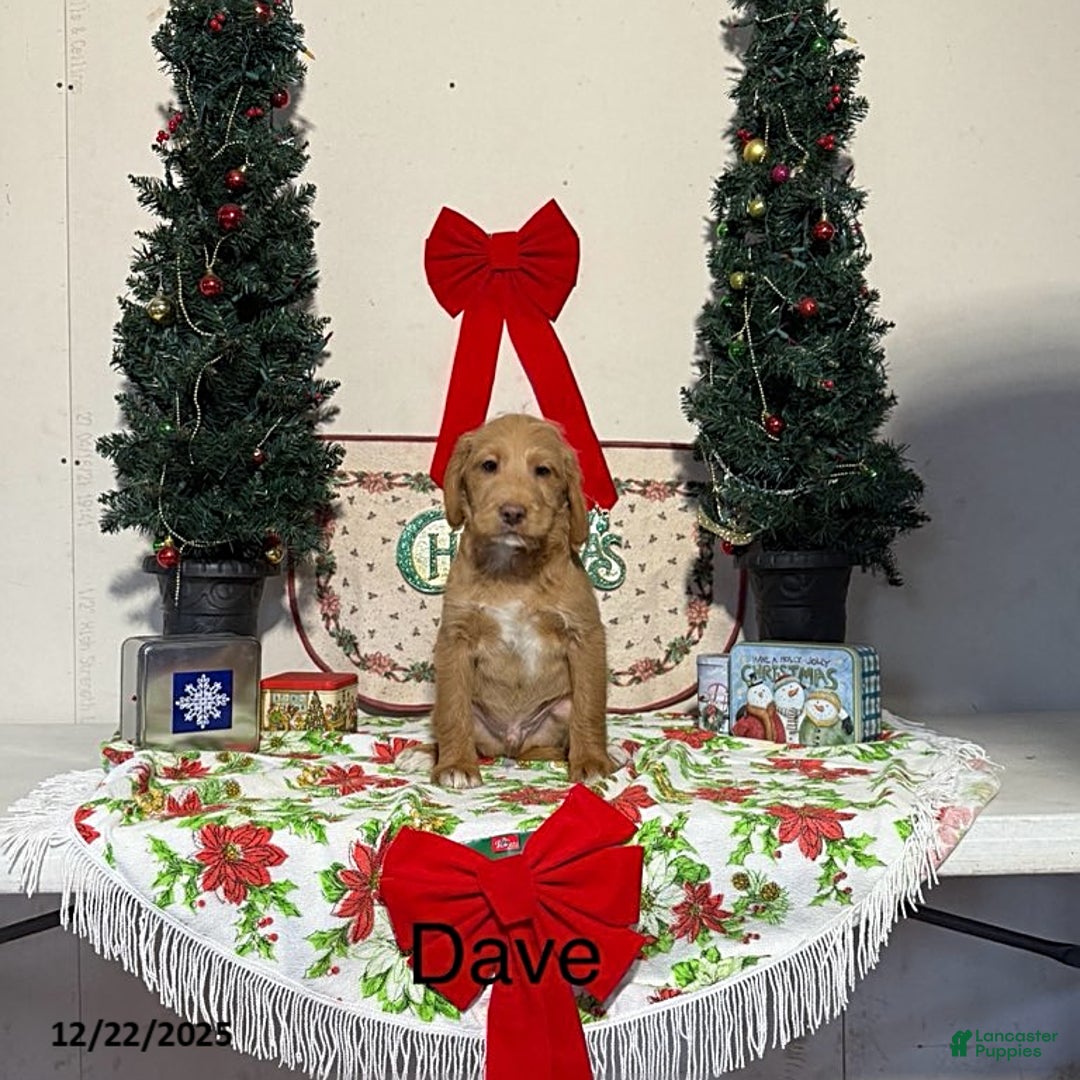 Miniature Labradoodle dogs for sale: Dave - Ad 1