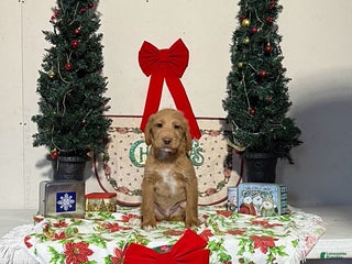 Miniature Labradoodle dogs for sale: Dave - Ad 3