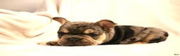 French Bulldog dogs for sale: Bear - Ad 4