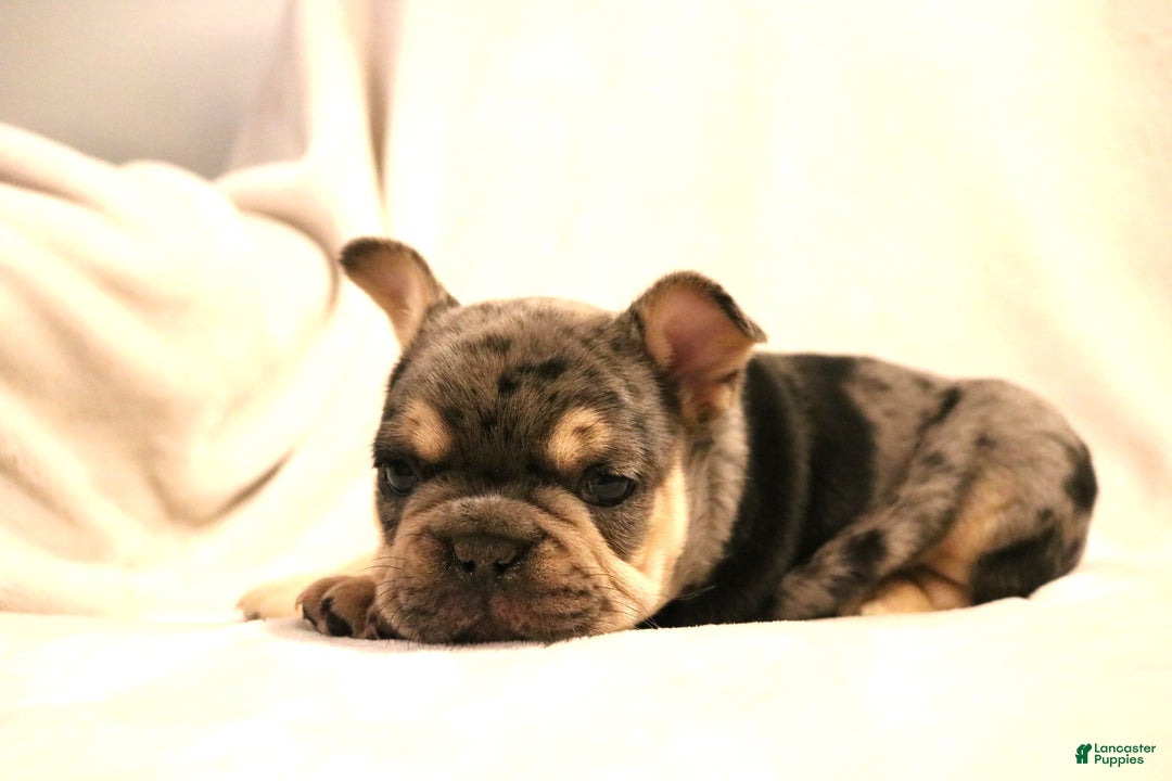 French Bulldog dogs for sale: Bear - Ad 4
