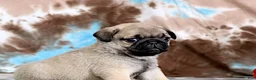 Pug dogs for sale: Carlos - Ad 6