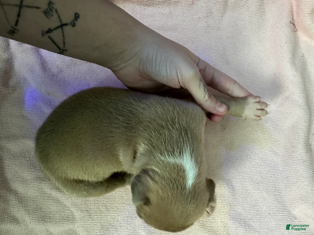 American Pit Bull Terrier dogs for sale: American Pit Bull Terrier Puppy 2 - Ad 2