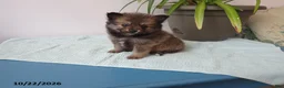 Pomeranian dogs for sale: Lily - Ad 1
