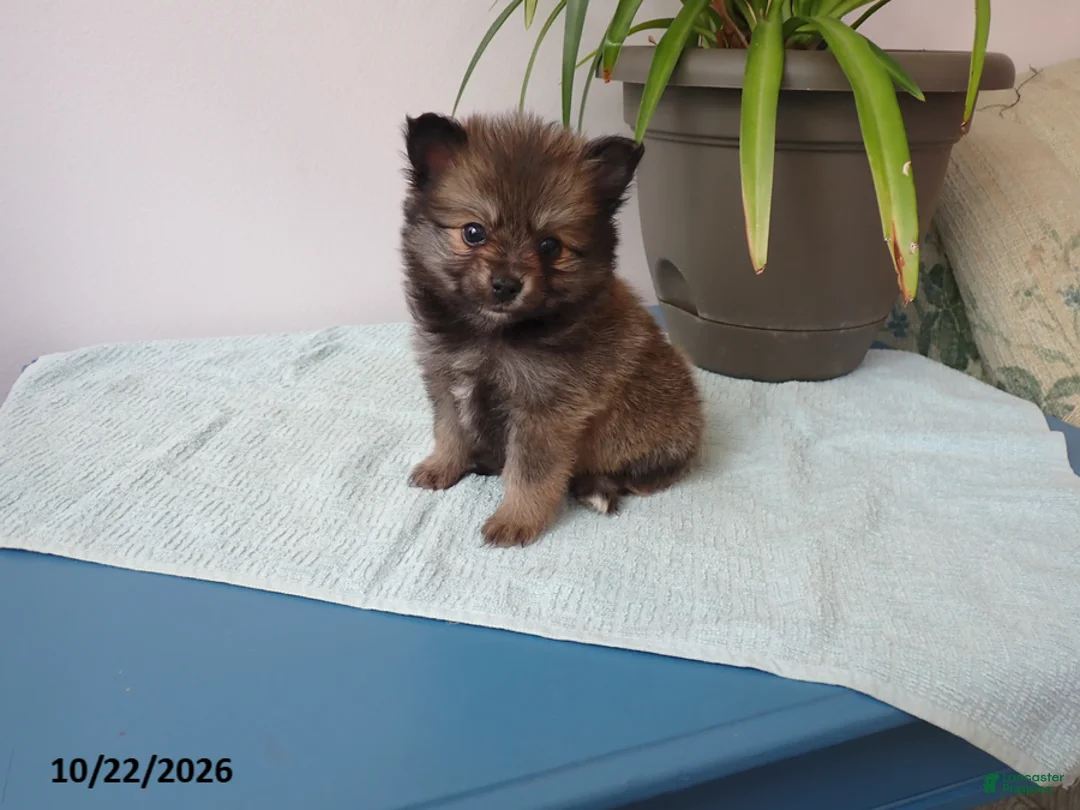 Pomeranian dogs for sale: Lily - Ad 1