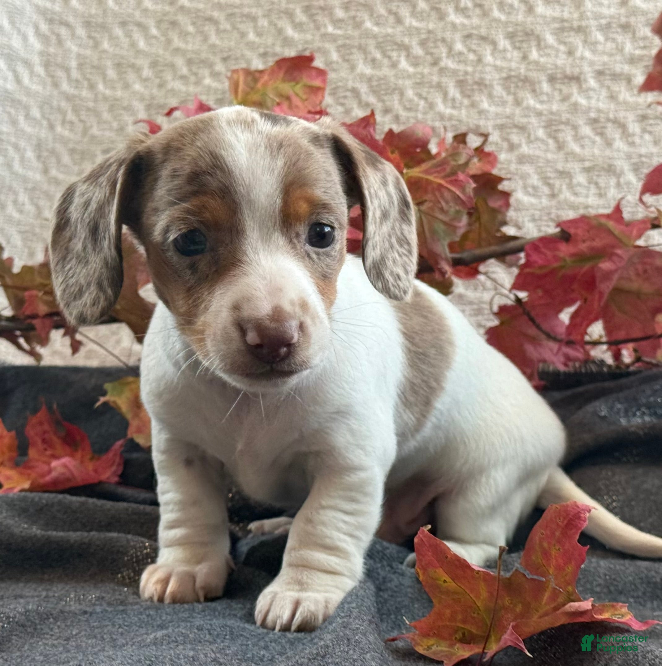 Miniature Dachshund dogs Freckles  - Ad 11