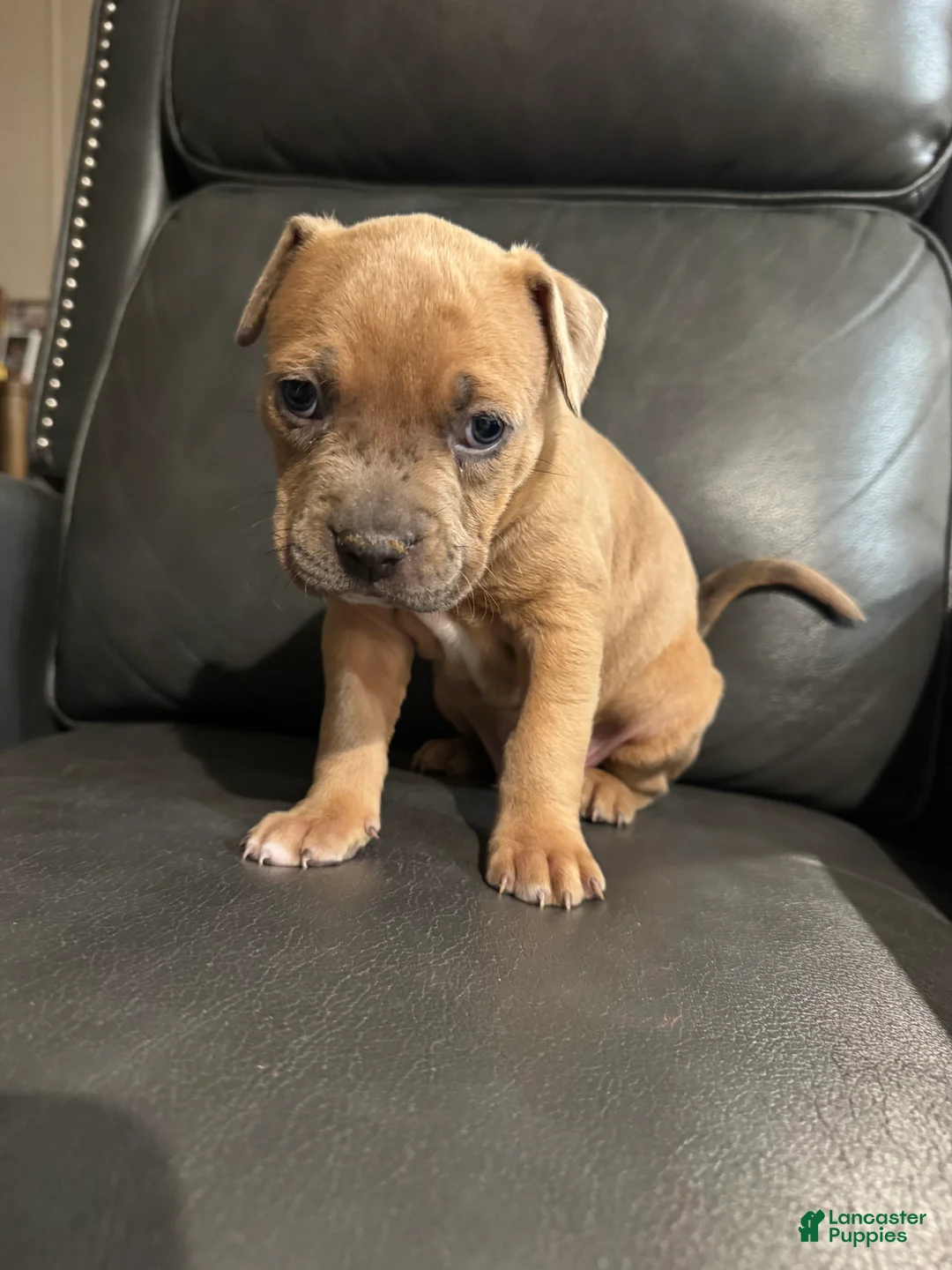 American Pit Bull Terrier dogs for sale: Onyx - Ad 2