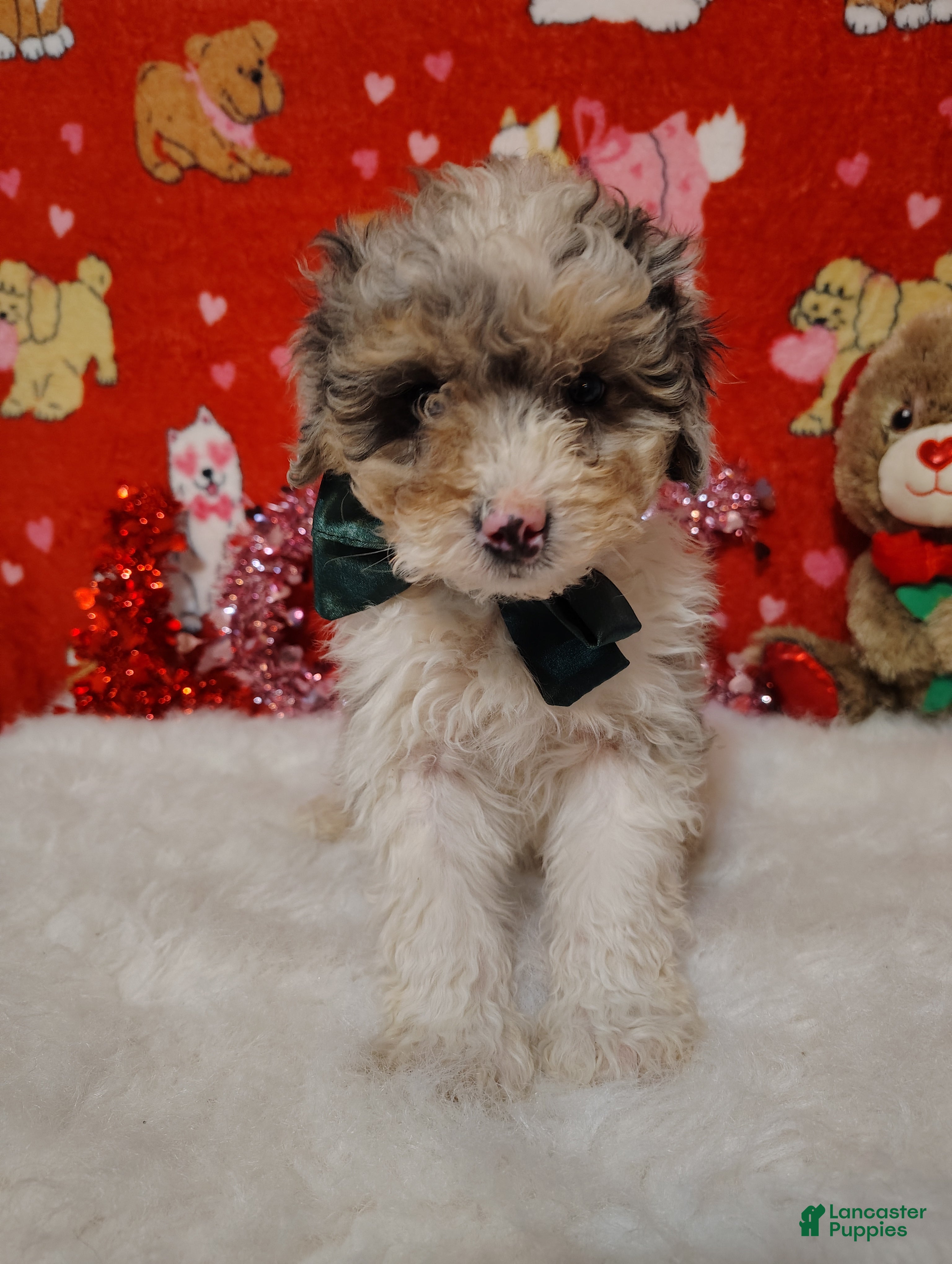 Mini Bernedoodle dogs Molly - Ad 13