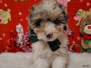 Mini Bernedoodle dogs Molly - Ad 8