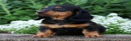 Miniature Dachshund dogs for sale: Bella - Ad 8